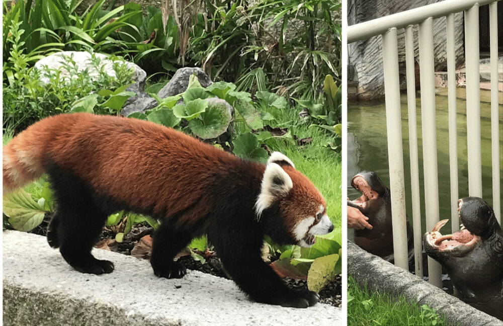 東山動物園の動物たち