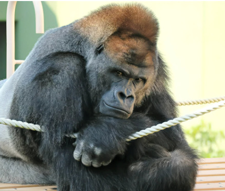 【イケメンゴリラ】東山動物園