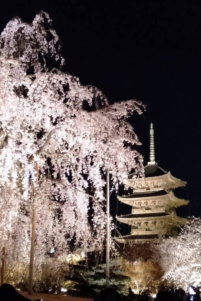 京都：桜