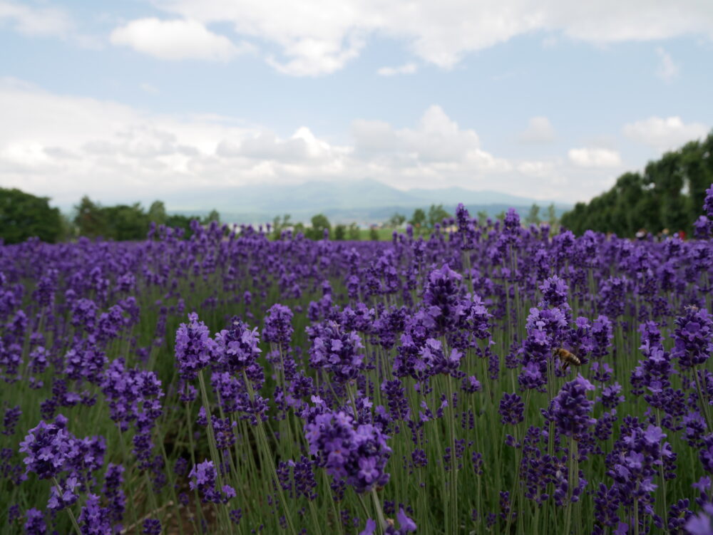 ファーム富田